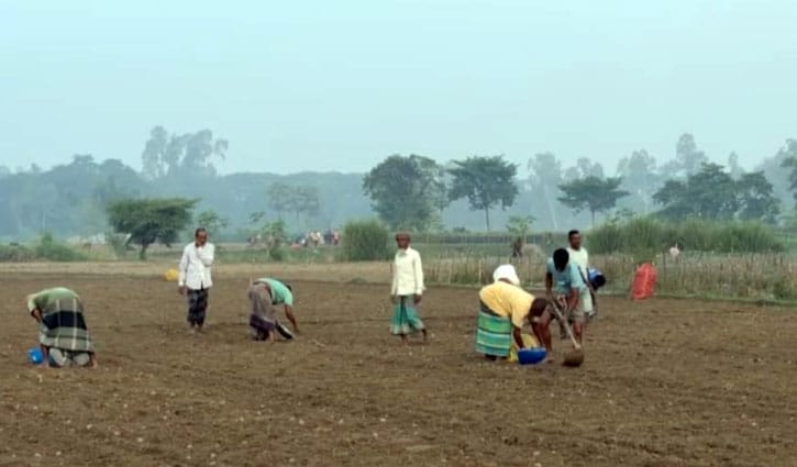 আগাম জাতের আলু চাষে ব্যস্ত হাকিমপুরের কৃষক