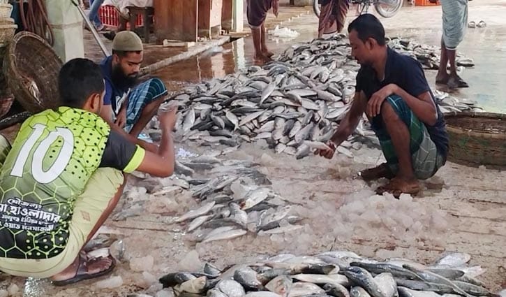 মোহনা থেকে ইলিশ নিয়ে ফিরছেন উপকূলের জেলেরা
