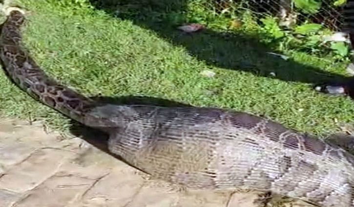 রাঙামাটির বরকলে অজগরের পেটে ছাগল