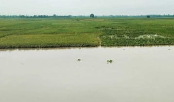 চাঁপাইনবাবগঞ্জে নজিরবিহীন বৃষ্টি, ৪৪৫৯ হেক্টর ফসল ক্ষতির মুখে