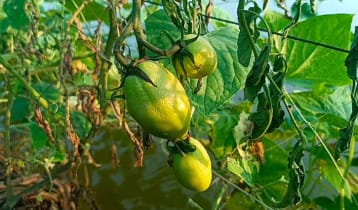 গোপালগঞ্জে মরছে টমেটো গাছ, কৃষক দিশেহারা 