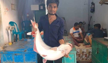 পদ্মা-মেঘনায় ঝাঁকে ঝাঁকে ধরা পড়ছে পাঙ্গাস