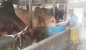 মানিকগঞ্জে গবাদিপশুর চিকিৎসা সংকট