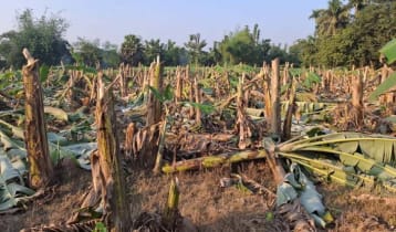 ইউপি সদস্যের বিরুদ্ধে এক হাজার কলাগাছ কেটে ফেলার অভিযোগ 