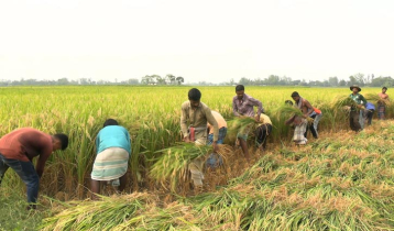 ‘ধান আবাদ করেও ভাত খাইতে পারি না’