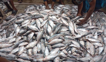 চাঁদপুরের বাজারে মিলছে বরফ যুক্ত ইলিশ, ক্রেতাদের উদ্বেগ