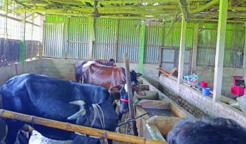 লাকসামে অস্ত্রের মুখে এতিমখানার ৫ গরু লুট, আহত ৮