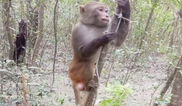 হরিণ শিকারের ফাঁদে আটকা পড়ল বানর