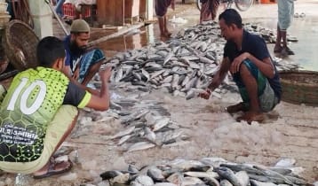 মোহনা থেকে ইলিশ নিয়ে ফিরছেন উপকূলের জেলেরা
