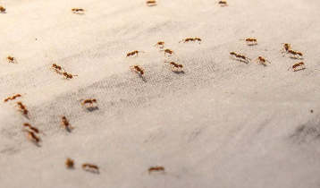 পিঁপড়ার ভয়ে আত্মহত্যা পিঁপড়ার ভয়ে আত্মহত্যা