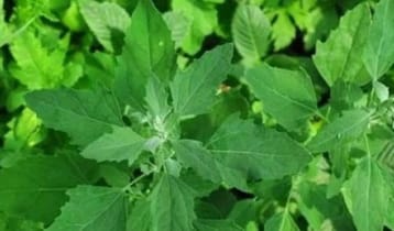 শীতকালীন সুপারফুড ‘বেতো শাক’ খেলে যেসব উপকার পাবেন