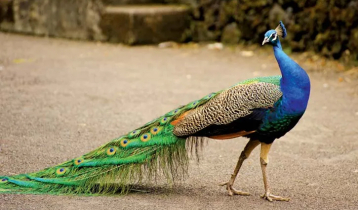 ময়ূর সম্পর্কে এই তথ্যগুলো জানেন?