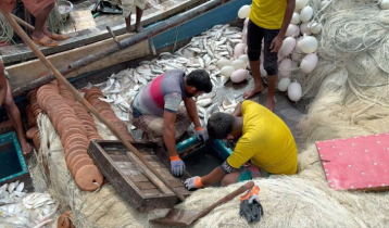 সাগরে এক ট্রলারে ৪০ লাখ টাকার ইলিশ 
