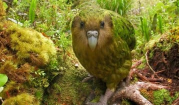একা বাস করতে পারে যে পাখি