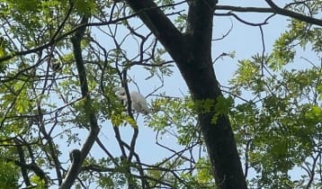 অবমুক্তের পর দুদিন কিছু খাচ্ছে না সেই বক