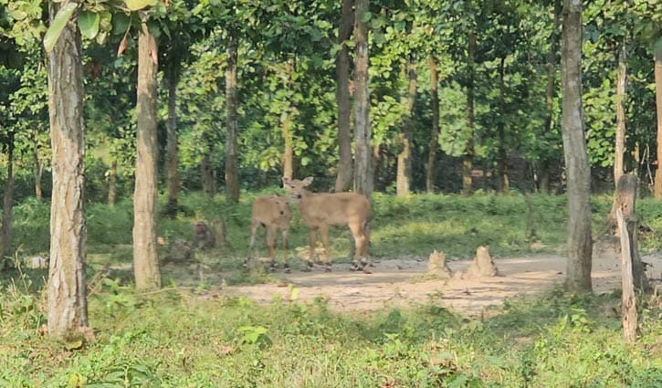 গাজীপুর সাফারি পার্কে ২ নীলগাই শাবকের জন্ম