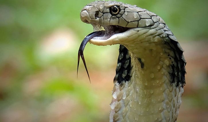 কুষ্টিয়ায় দশ মাসে সাপের কামড়ে ৮ জনের মৃত্যু