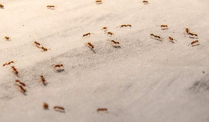 পিঁপড়ার ভয়ে আত্মহত্যা