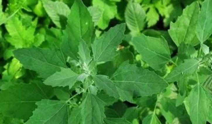 শীতকালীন সুপারফুড ‘বেতো শাক’ খেলে যেসব উপকার পাবেন