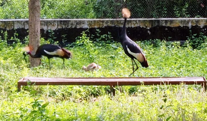 সাফারি পার্কে উগান্ডার জাতীয় পাখি ‘গ্রে ক্রাউন্ড ক্রেন’ ছানার জন্ম