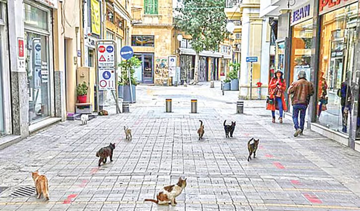 যে দেশে সড়কে ঘুরে বেড়ায় শত শত বিড়াল