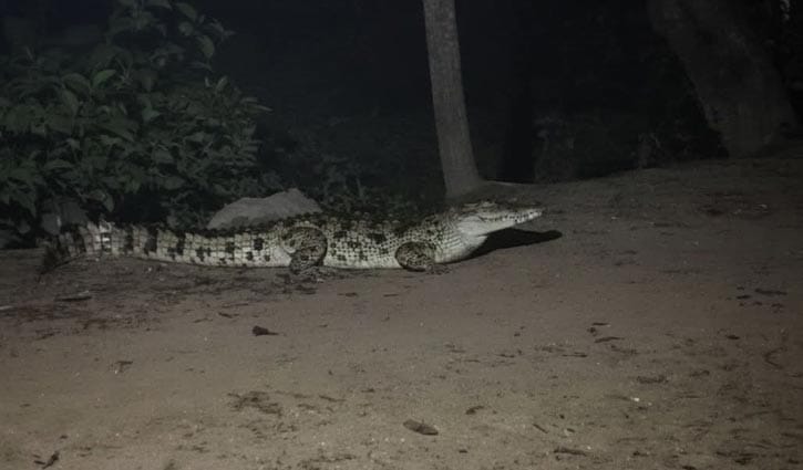 লৌহজংয়ের পদ্মা পাড়ে কুমির আতঙ্ক 