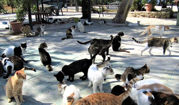 যে দেশে সড়কে ঘুরে বেড়ায় শত শত বিড়াল