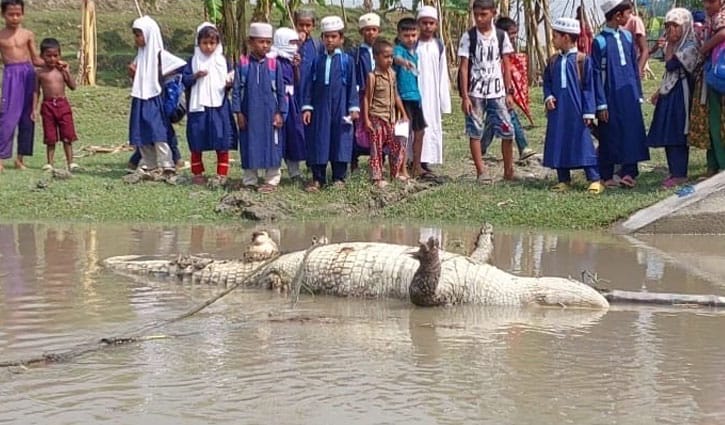 মোংলায় নদীতে মৃত কুমির, দেহে দড়ি বাঁধা ও পা বিচ্ছিন্ন