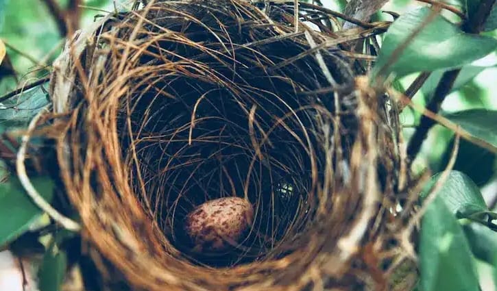 পাখির বাসা দেখে কী বোঝা যায় বৃষ্টি বেশি হবে নাকি কম হবে?