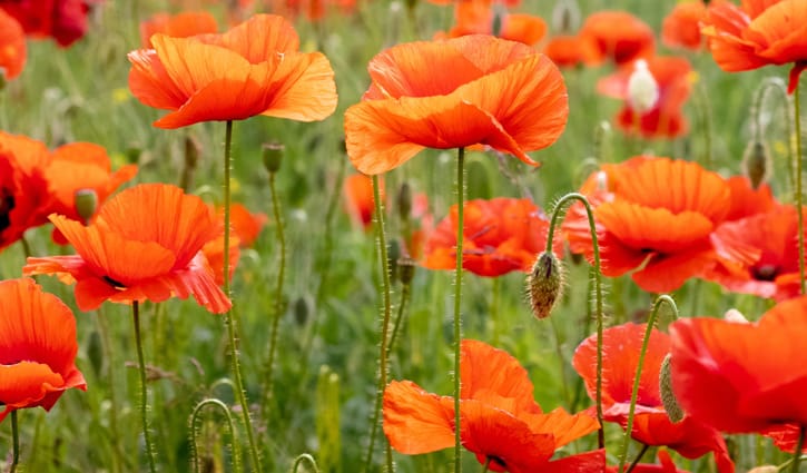 মৃত্যুর প্রতীক ‘পপি ফুল’