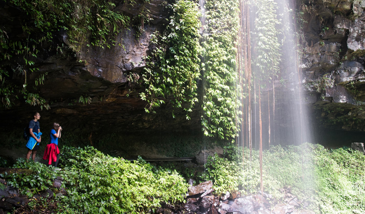 বিপন্ন উদ্ভিদ ও প্রাণীর আবাসস্থল গন্ডোয়ানা রেইনফরেস্ট 