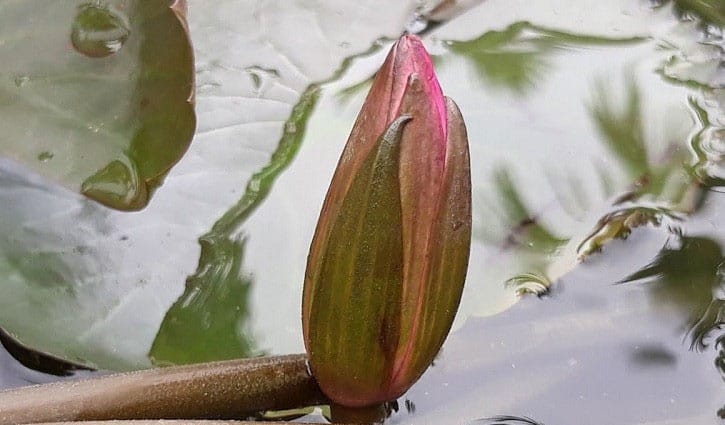 ইসির প্রতীক তালিকায় যুক্ত হল ‘শাপলা কলি’
