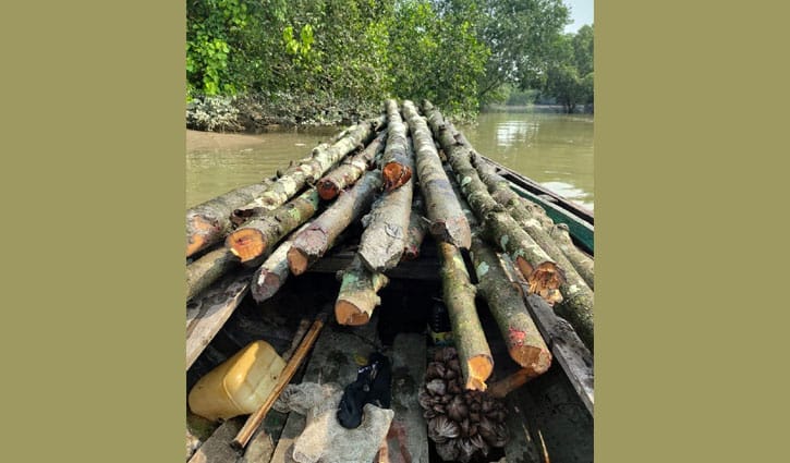 সুন্দরবনে হরিণ শিকারের ৫০ ফাঁদ ও কাঠ জব্দ