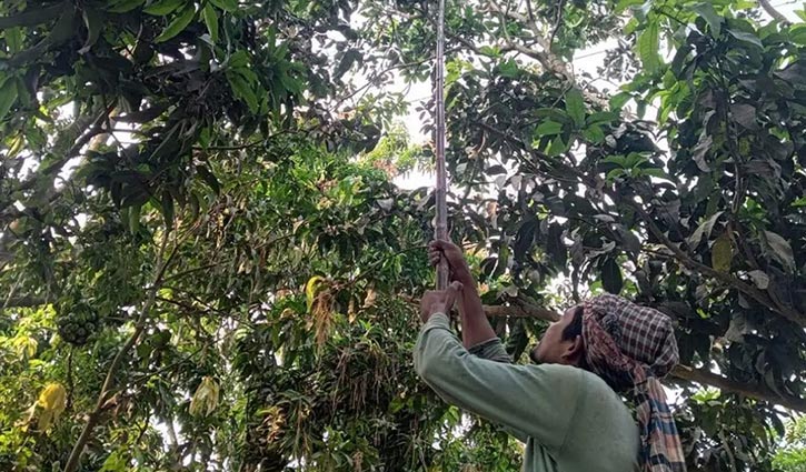 জ্যৈষ্ঠের প্রথম দিন, রাজশাহীতে আম নামানো শুরু