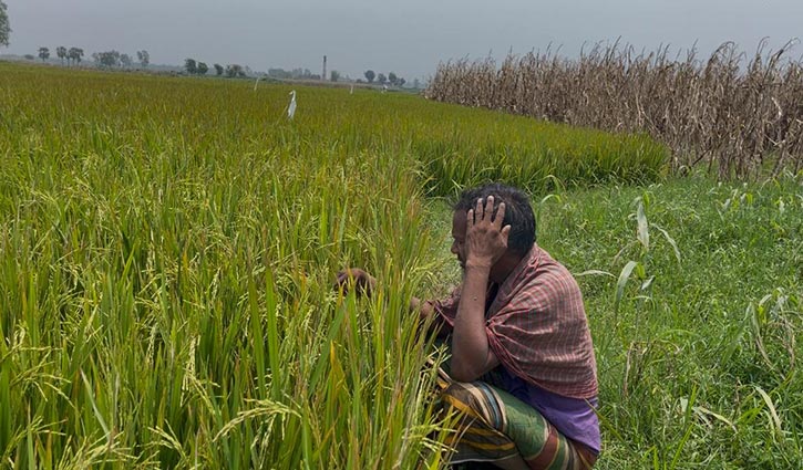 ধামরাইয়ে ইটভাটার ধোঁয়া-তাপে পুড়লো ২৫ হেক্টর জমির ধান