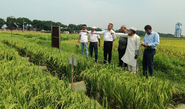 ইউরিয়া অপচয় রোধে বাকৃবিতে উদ্ভাবিত ন্যানো প্রযুক্তির সাফল্য