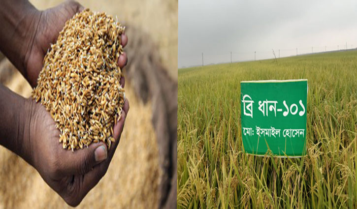 হাওরে আগাম বন্যা ঠেকাতে স্বল্পমেয়াদি বোরোধান চাষে সাফল্য