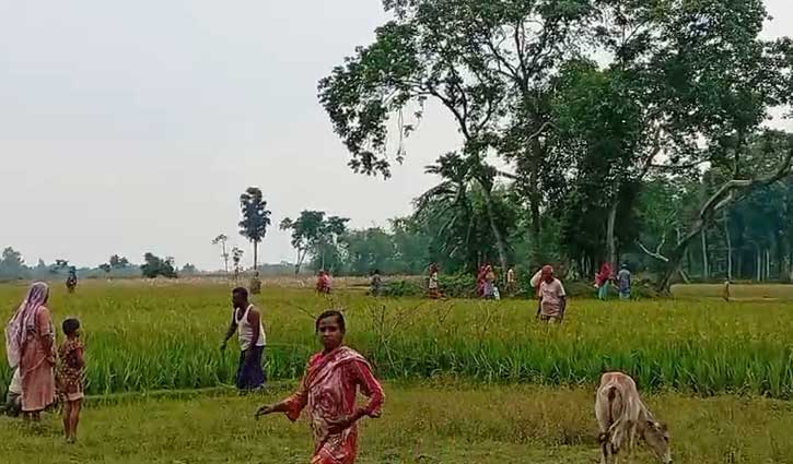 পাটগ্রাম সীমান্তে বিএসএফের গরু ধরে নিয়ে যাওয়ার চেষ্টা, উত্তেজনা