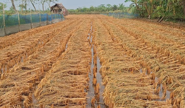 ২ মণ ধানের টাকাতেও মিলছে না শ্রমিক, বৃষ্টিতে বিপাকে কৃষক