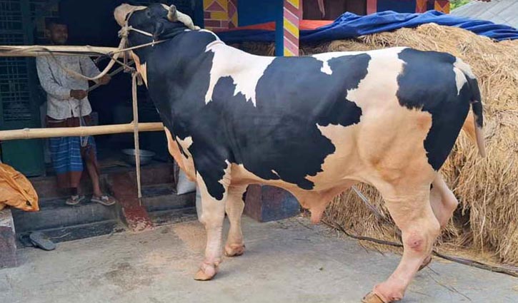 ‘বাহুবলীর’ দাম হাঁকা হচ্ছে ১০ লাখ টাকা 