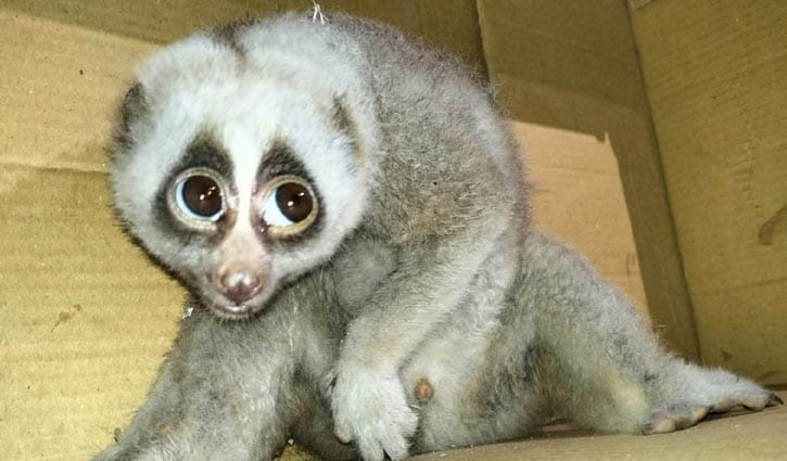 কাপ্তাইয়ে বিপন্ন লজ্জাবতী বানর উদ্ধার