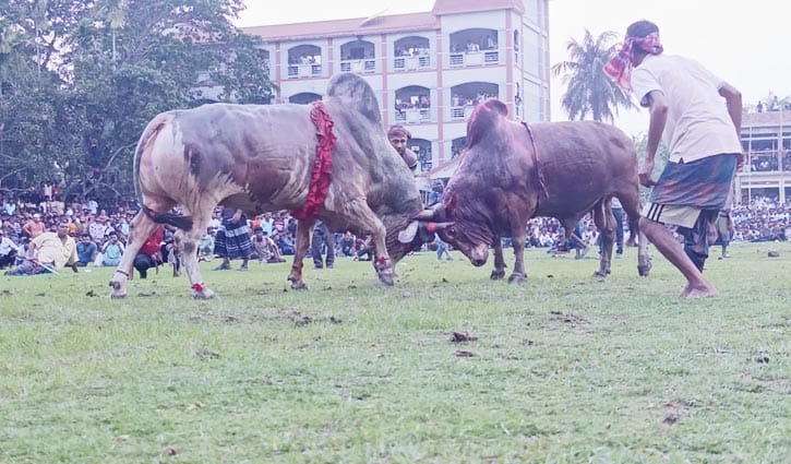 নড়াইলে ষাঁড়ের লড়াই উপভোগ করলেন হাজারো দর্শক