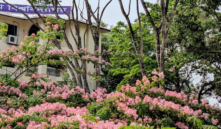 কুবিতে রোদে স্বস্তি ছড়ায় ক্যাসিয়া জাভানিকা