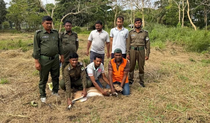 লোকালয়ে ঢুকে পড়া চিত্রা হরিণ উদ্ধার, সুন্দরবনে অবমুক্ত