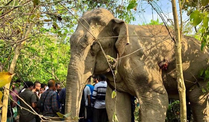 বয়স্ক হাতির মৃত্যু: সঙ্গীর পাহারায় কাছে ভিড়তে পারছে না কেউ