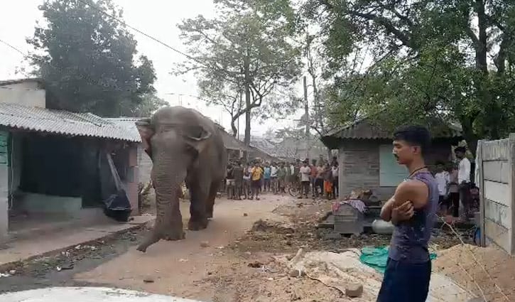 পশ্চিমবঙ্গে বিধানসভা নির্বাচনে ভোটারদের নিরাপত্তায় হাতি মোতায়েন