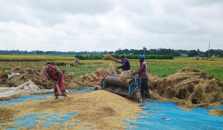 ‌‘ধানে লাভ নেই, আসে শুধু খাওয়ার যোগান’ 