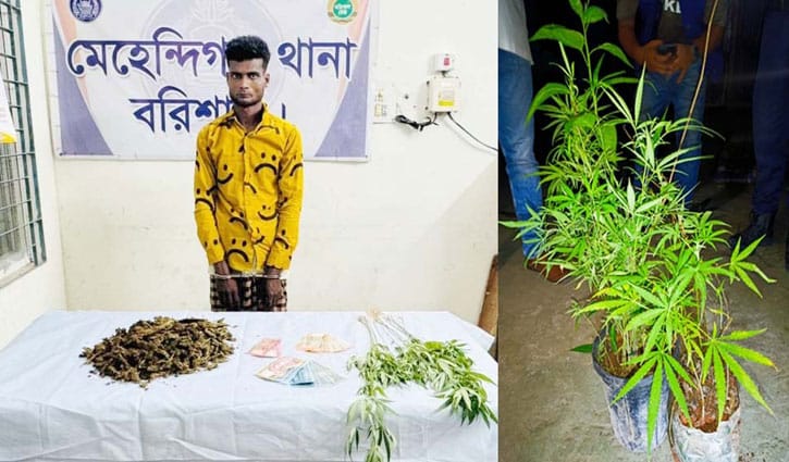 টবের মধ্যে গাঁজা চাষ, অতঃপর...