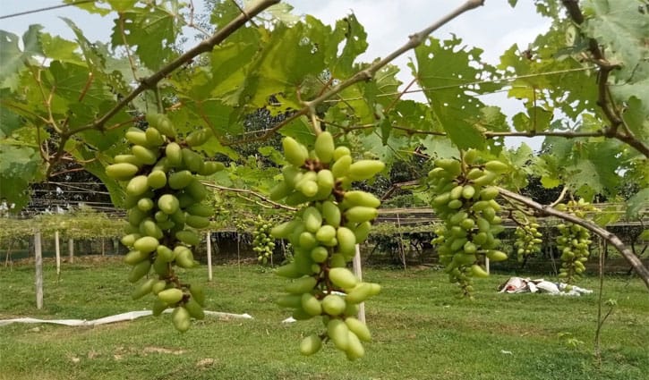 গাজীপুরে আঙ্গুর চাষে নতুন সম্ভাবনা