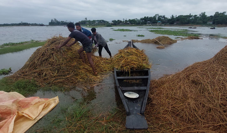 বৃষ্টি ও পাহাড়ি ঢলের পানিতে তলিয়েছে সুনামগঞ্জের হাওরের ধান